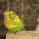 Sleepy Birbs