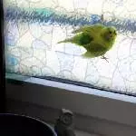 Spiderbird 