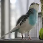 Vorfreude ist die schönste Freude