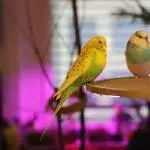 Birds in Neonlights