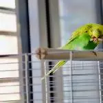 Fusspflege