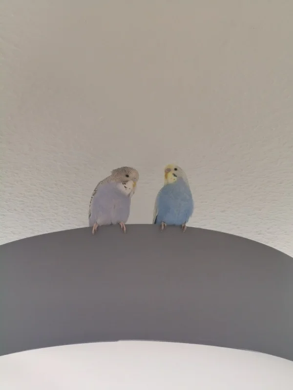 Wellensittich-Bild: Sitzen auf der Deckenlampe