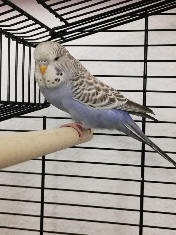 Lila