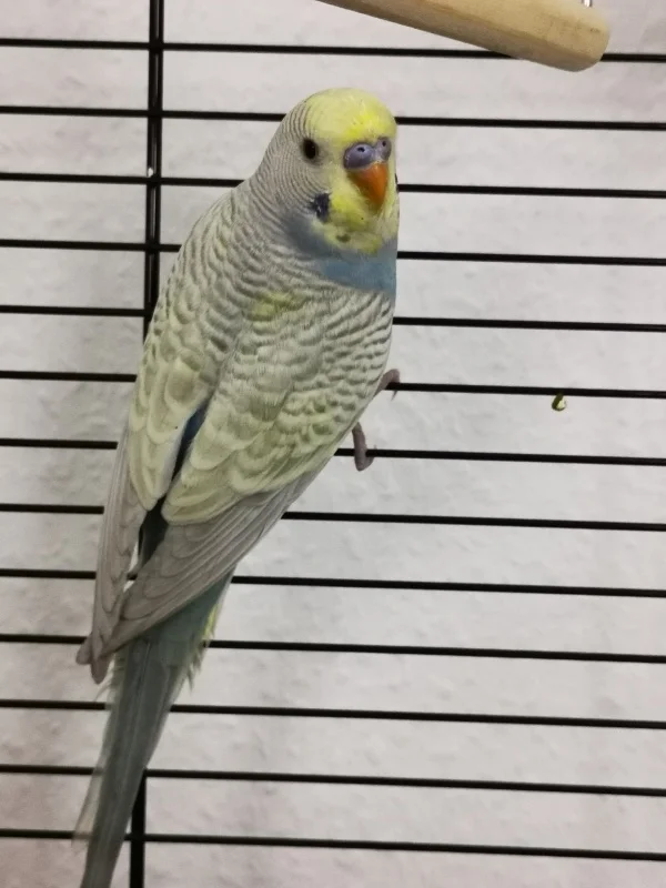 Wellensittich-Bild: Mein Name ist Chiko