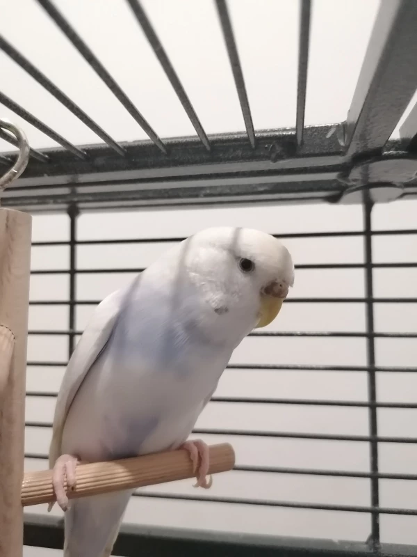 Wellensittich-Bild: Blueberry 