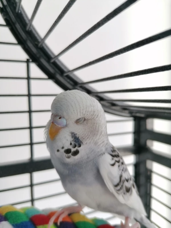 Wellensittich-Bild: Kleine Yuuki macht ein Nachmittags Schläfchen