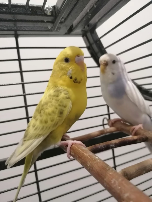 Wellensittich-Bild: Naruto und Blueberry 