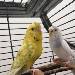 Naruto und Blueberry