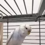 Blueberry an ihrem Lieblingsplatz
