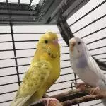 Naruto und Blueberry