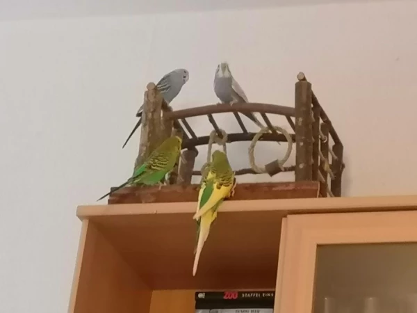 Wellensittich-Bild: Kiki und Coco (oben), sowie Pünktchen und Flecki auf ihrem Spielplatz.
