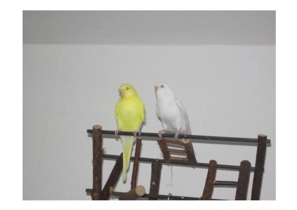 Wellensittich-Bild: Tweety (links) und Jerry (rechts) als Jungvögel.