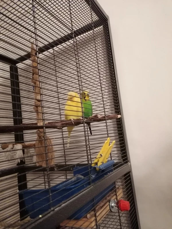 Wellensittich-Bild: Tweety und Pünktchen vor langer Zeit.