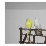 Tweety und Jerry als Jungvögel