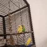 Tweety und Pünktchen