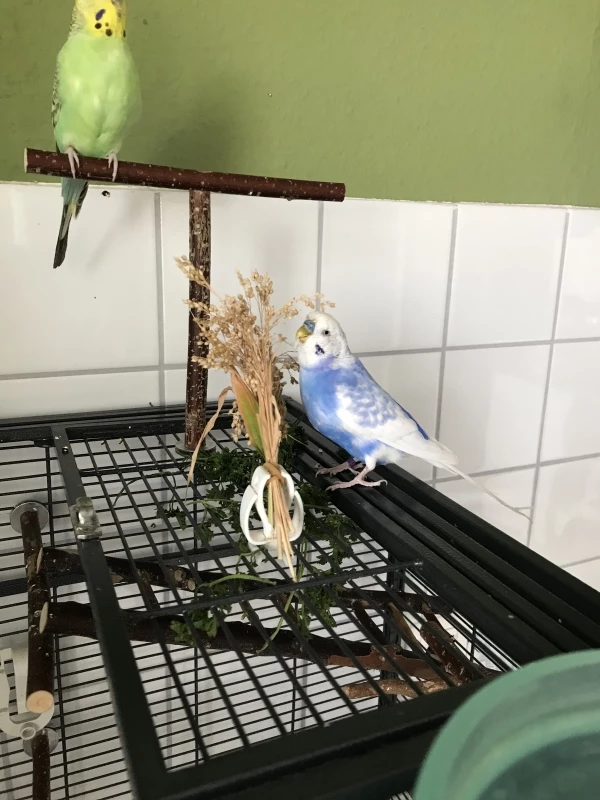 Wellensittich-Bild: Zugegeben, so richtig ist mir das selbstgepflanzte Futter nicht gelungen. Zum knabbern und zerrupfen eignet es sich natürlich trotzdem. (So wie alles andere in meiner Wohnung auch)