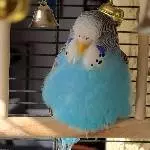 Blue Profilfoto