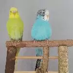 Kiwi und Blue bei ihrem 1.Freiflug