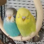 Blue und Kiwi