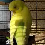 Kiwi Profilfoto