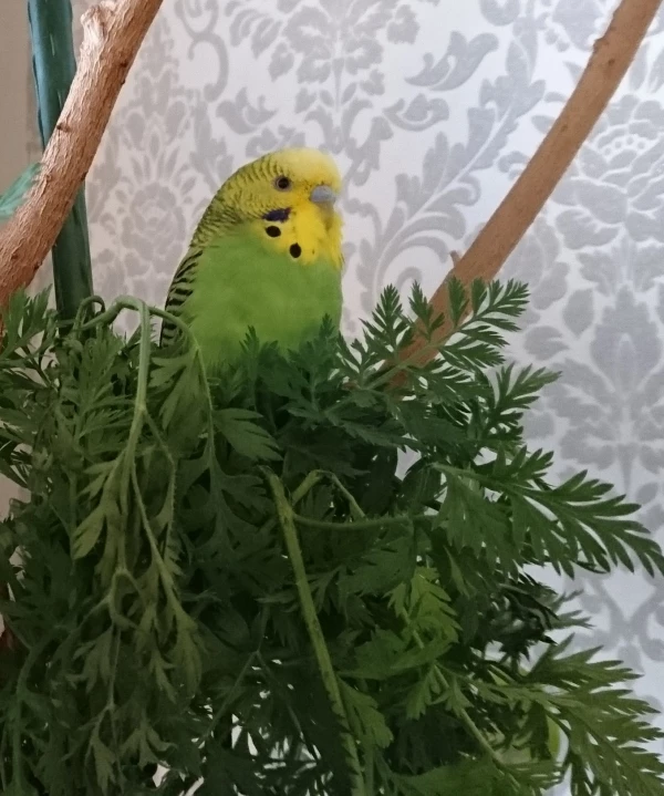 Wellensittich-Bild: Mein Ausguck Möhrchenbusch