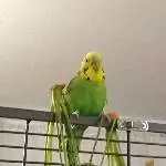 Quitschi