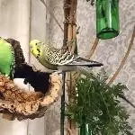Tschiepi wartet bis er an die Hirse kommt