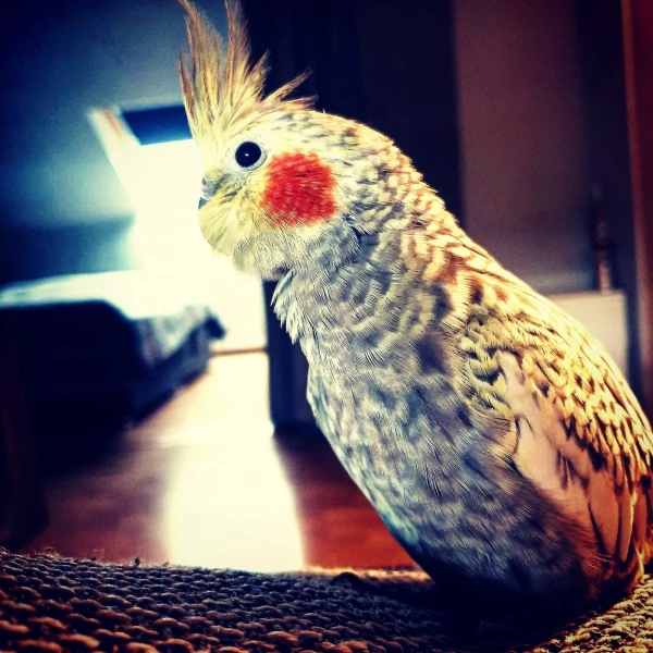 Wellensittich-Bild: Bonnie im ersten Sonnenlicht