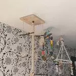 Vogelspielbaum 