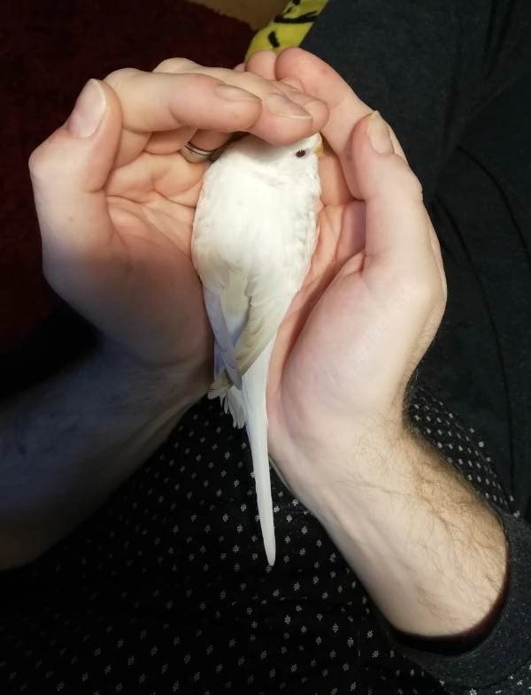 Wellensittich-Bild: Schneewittchen war unglaublich scheu, aber sobald sie in der Hand saß (wieder irgendwo gerettet nach Irrflug), kuschelte sie sich in die Hand und wollte nicht mehr gehen