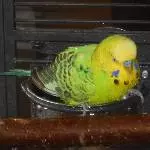 Eddy im Bad