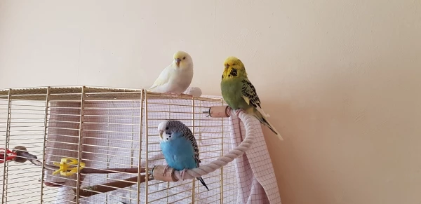 Wellensittich-Bild: Fiesta am Mittag von Krümel, Lea und Tweety