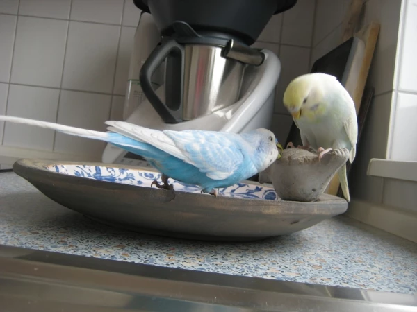 Wellensittich-Bild: Sky und Holly lieben es, den armen Steinvogel ihrer Tränke anzuknabbern