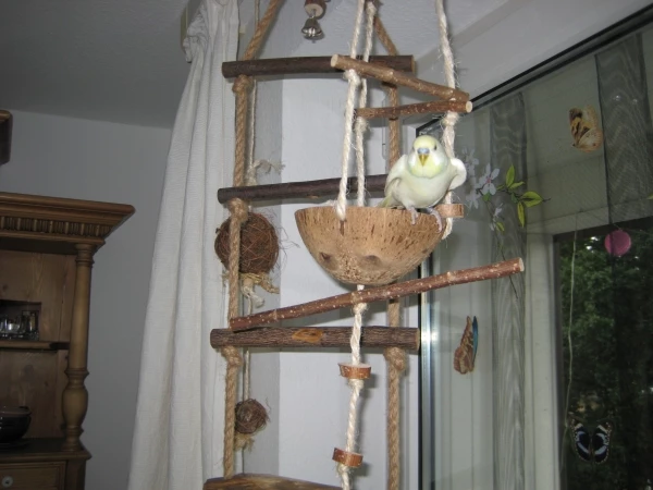 Wellensittich-Bild: Er wollte nicht schon wieder aufs Foto, obwohl er so niedliche weiße Bäckchen hat!
