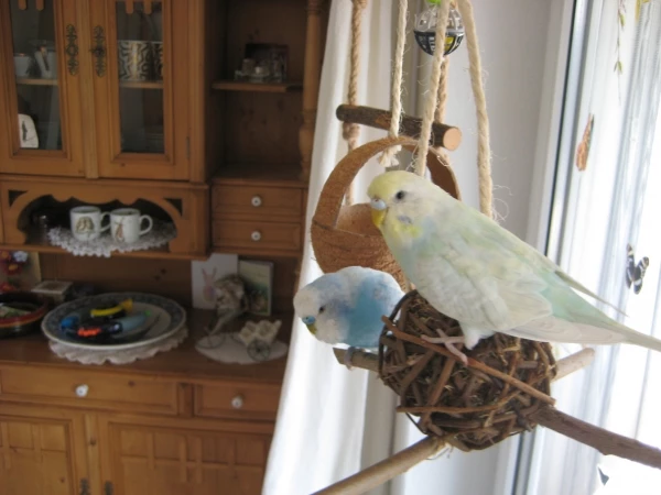 Wellensittich-Bild: Holly und Sky haben diese Weidenkugel innerhalb von 3 Tagen völlig zerschreddert..