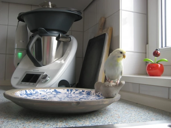 Wellensittich-Bild: Ich hab das hübscheste Profil hier im Haus!