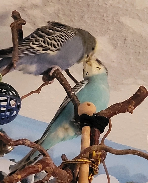 Wellensittich-Bild: Knutsch^^