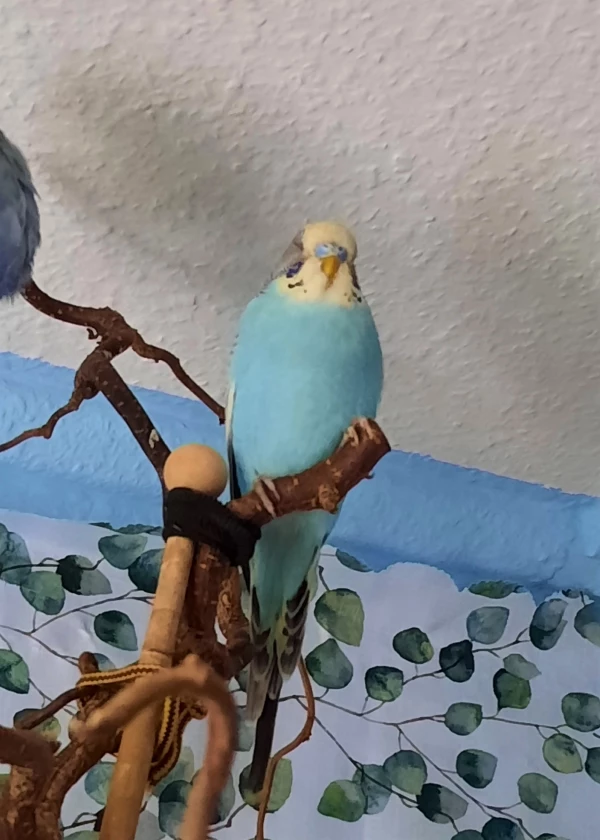 Wellensittich-Bild: Willkommen im neuen Zuhause. :) Dai-Chii freut sich über den neuen Freund nach dem Verlust. ♥