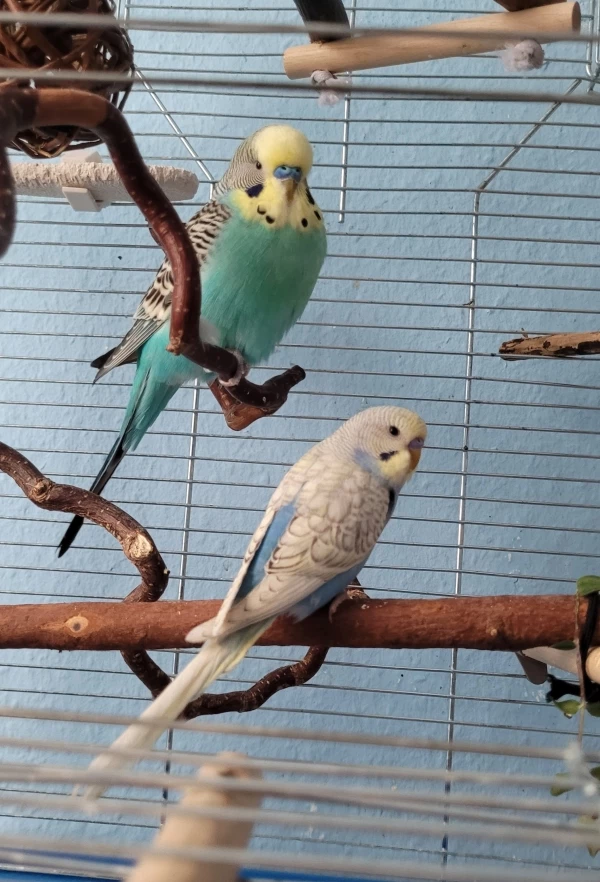 Wellensittich-Bild: Oder anders gesagt: hier sind Bichii und Kaii-chii! ♥♥ Verliebt. :,)