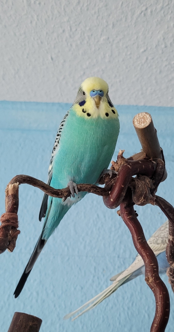 Bichii