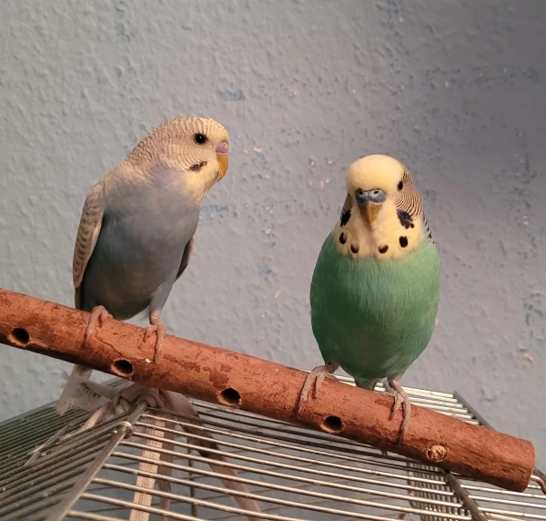 Wellensittich-Bild: Auf der kaputten Leiter rauf und runter zu tanzen macht jedenfalls trotzdem noch Spaß.^^ Und zu zweit noch mehr. ♥
