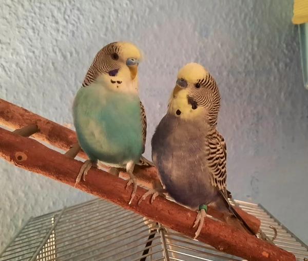 Wellensittich-Bild: Runde Flauschis :)