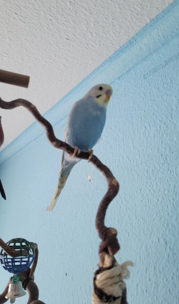 Wellensittich-Bild: Perfekt getarnt, unser Baby. :D