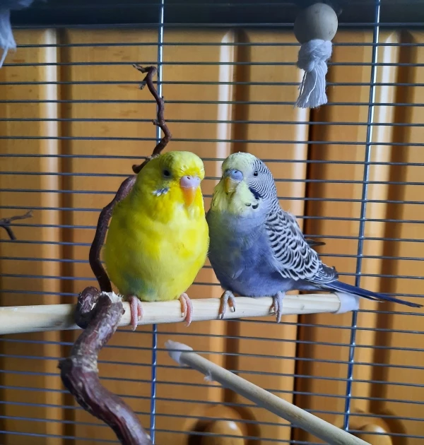 Wellensittich-Bild: Willkommen im neuen Zuhause, Birbies! ♥