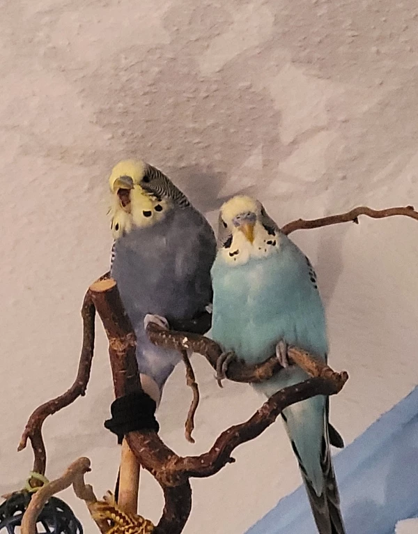 Wellensittich-Bild: Ganz müde vom vielen Toben ♥