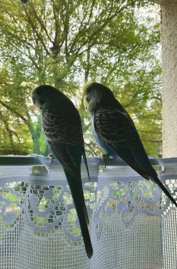 Wellensittich-Bild: Für die Birbs sowie die Betrachter.^^