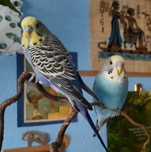 Wellensittich-Bild: Fotogen sind sie allemal. :D Aber welcher Welli ist das nicht.^^