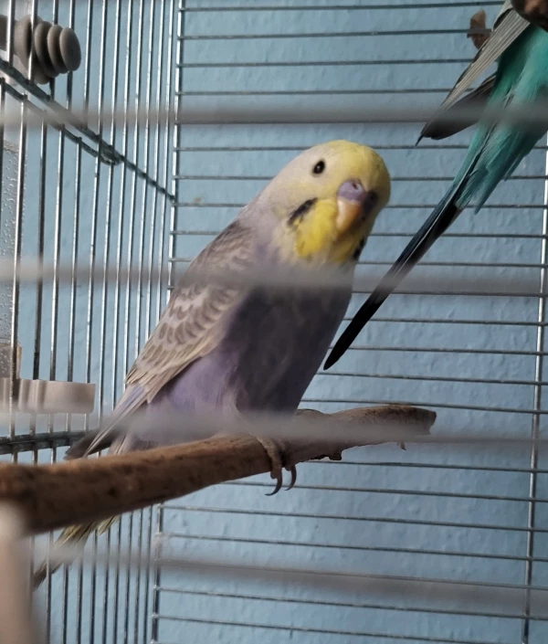 Wellensittich-Bild: Willkommen bei uns, du Fluff mit Kulleraugen! :*