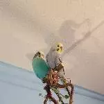 Wie beim Ballet hier - 