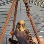 Daii-Chii auf seinem Lieblingsplatz ♥
